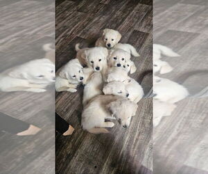 English Cream Golden Retriever Puppy for sale in BRISTOL, IN, USA