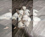 Small English Cream Golden Retriever