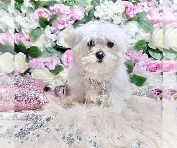 Medium Photo #97 Maltese Puppy For Sale in HAYWARD, CA, USA