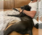 Small #21 American Pit Bull Terrier