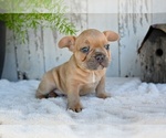 Small #1 French Bulldog