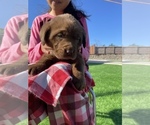 Small Photo #6 Labrador Retriever Puppy For Sale in STOCKTON, CA, USA