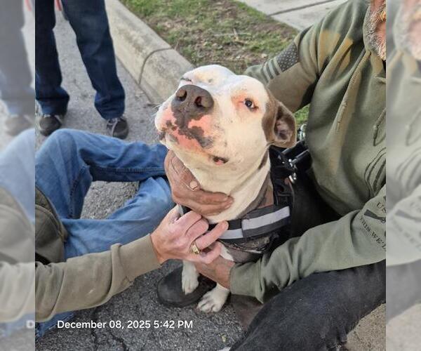 Medium Photo #1 American Staffordshire Terrier-Unknown Mix Puppy For Sale in San Antonio, TX, USA