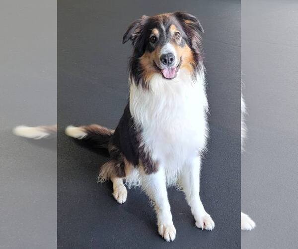 Medium Photo #6 Border Collie Puppy For Sale in Highland, IL, USA