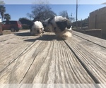 Small Photo #6 Shih Tzu Puppy For Sale in POTEET, TX, USA