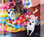 Small #2 Chihuahua