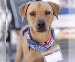 Small #14 Labrador Retriever Mix