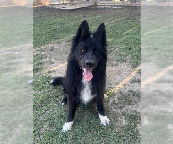 Medium Photo #3 German Shepherd Dog-Unknown Mix Puppy For Sale in Riverside, CA, USA