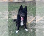 Small #2 German Shepherd Dog Mix