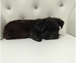 Poodle (Miniature)-Shorkie Tzu Mix Puppy for sale in BARSTOW, CA, USA