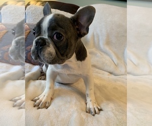 French Bulldog Puppy for sale in JOHNS ISLAND, SC, USA