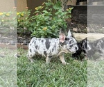 Small Photo #14 French Bulldog Puppy For Sale in AMARILLO, TX, USA