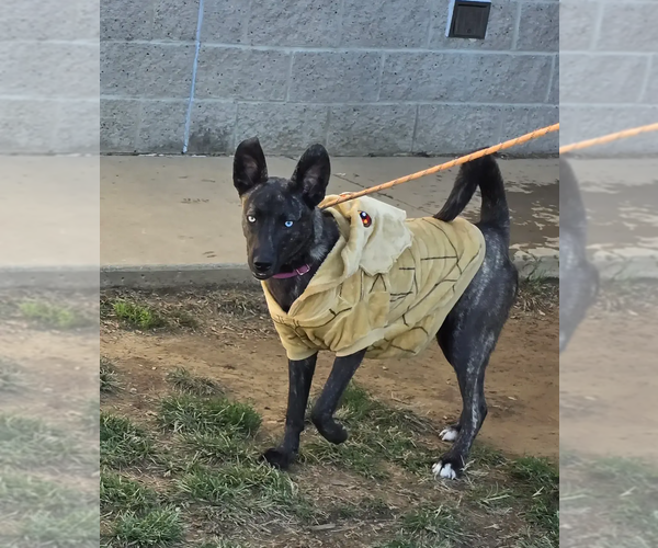 Medium Photo #5 Huskies -Unknown Mix Puppy For Sale in Evansville, IN, USA