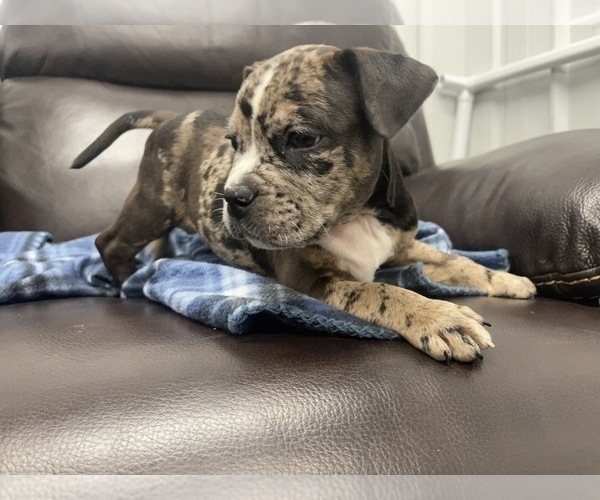 Medium Photo #19 American Bully Puppy For Sale in REESEVILLE, WI, USA