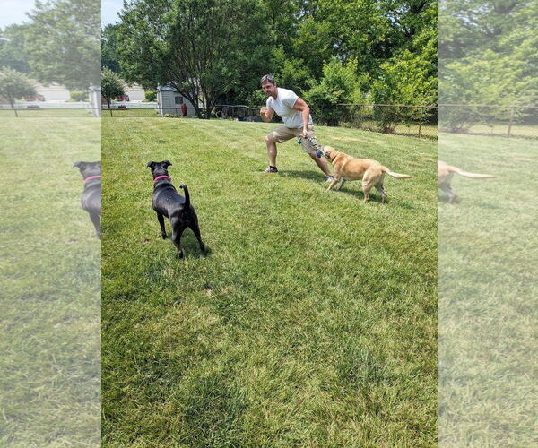 Medium Photo #23 American Pit Bull Terrier-Unknown Mix Puppy For Sale in Germantown, OH, USA