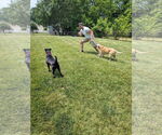 Small #22 American Pit Bull Terrier Mix