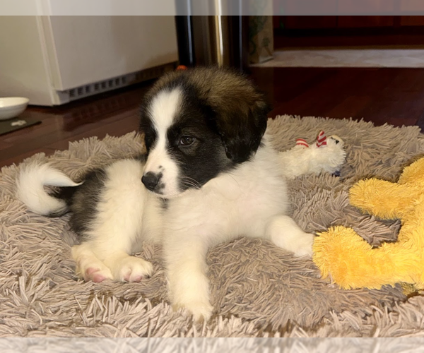 Medium Photo #2 Border Collie-Unknown Mix Puppy For Sale in Brooklyn, NY, USA