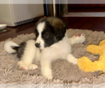 Small #1 Border Collie Mix