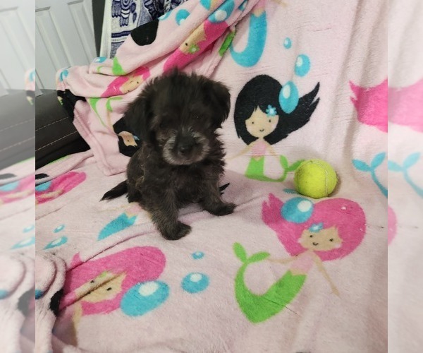Medium Photo #3 Shorkie Tzu-Zuchon Mix Puppy For Sale in COWARD, SC, USA