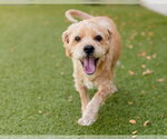 Small #3 Glen of Imaal Terrier Mix