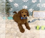 Small #3 Goldendoodle mix (+ Poodle Miniature)