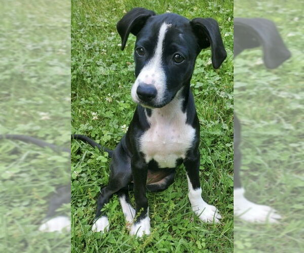 Medium Photo #2 Labbe Puppy For Sale in Brewster, NY, USA