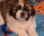 Small Photo #4 Shih Tzu Puppy For Sale in RALEIGH, NC, USA