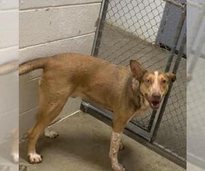 Mutt Dogs for adoption in Olathe, KS, USA