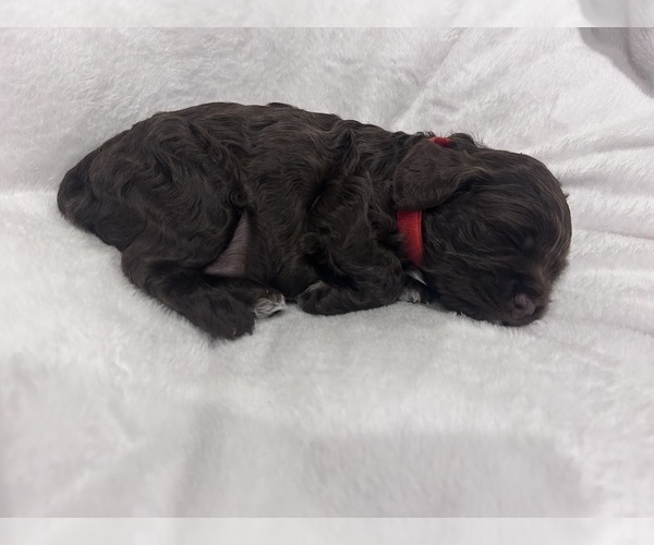 Medium Photo #4 Cockapoo (Miniature) Puppy For Sale in BLUE MOUNTAIN, MS, USA