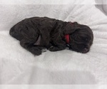 Small #3 Cockapoo (Miniature)