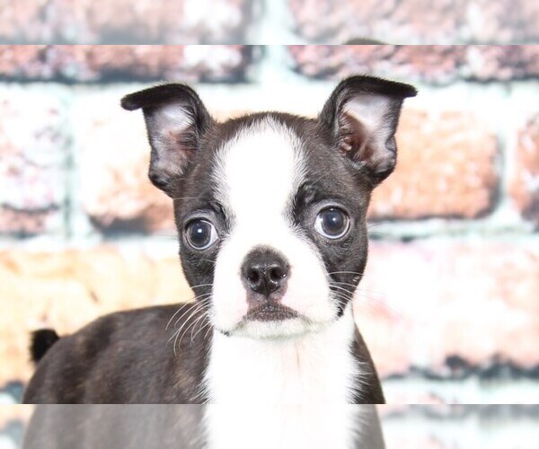 Medium Photo #2 Boston Terrier Puppy For Sale in BEL AIR, MD, USA
