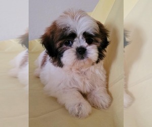 Shih Tzu Puppy for sale in SAN ANTONIO, TX, USA