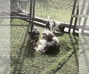 Biewer Terrier Puppy for sale in POTTSTOWN, PA, USA