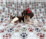Small #2 Beagle
