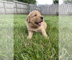 Puppy PURPLE Golden Retriever