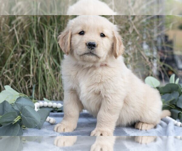 Medium Photo #6 Golden Retriever Puppy For Sale in MILLERSBURG, OH, USA