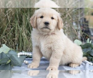 Medium Golden Retriever