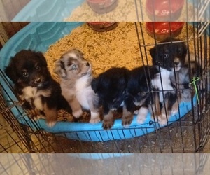 Miniature Australian Shepherd Litter for sale in ITHACA, MI, USA