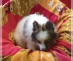 Small #3 Pomeranian