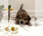 Puppy Princess Beagle-Shiba Inu Mix