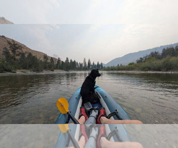 Medium Photo #10 Labrador Retriever-Unknown Mix Puppy For Sale in Bellevue, WA, USA