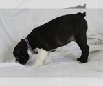 Small #5 Boston Terrier