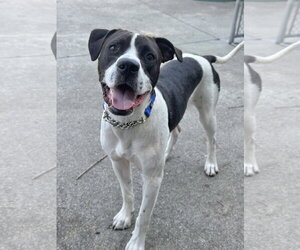 Cooper Lizman - Male Pointer-Unknown Mix Dog for Adoption - Photo #2