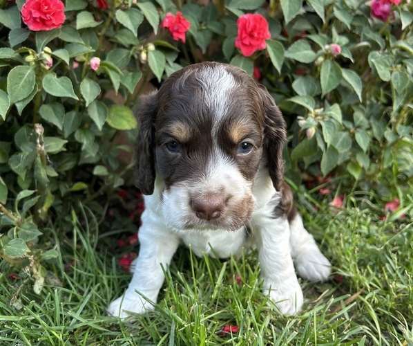 Medium Photo #1 Cockapoo (Miniature) Puppy For Sale in PENN YAN, NY, USA