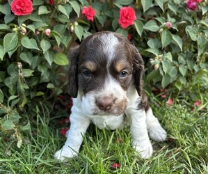 Cockapoo (Miniature) Puppy for sale in PENN YAN, NY, USA