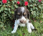 Image preview for Ad Listing. Nickname: Wilson