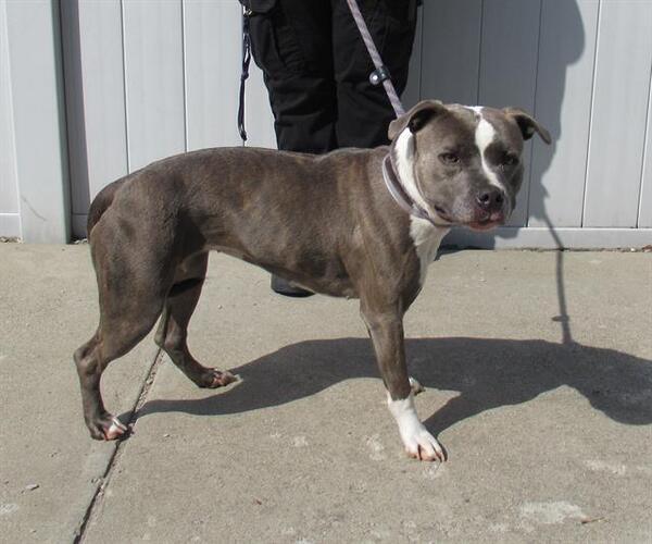 Medium Photo #1 American Pit Bull Terrier Puppy For Sale in Louisville, KY, USA