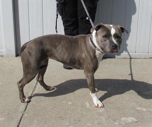 American Pit Bull Terrier Dogs for adoption in Louisville, KY, USA