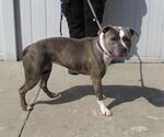 Small American Pit Bull Terrier