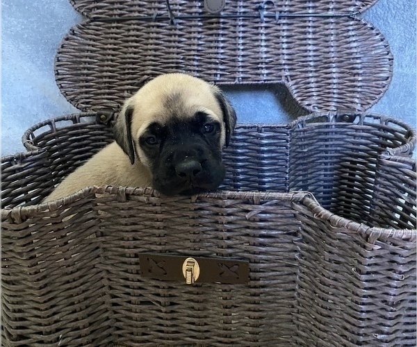 Medium Photo #4 Mastiff Puppy For Sale in BRUCETON MILLS, WV, USA